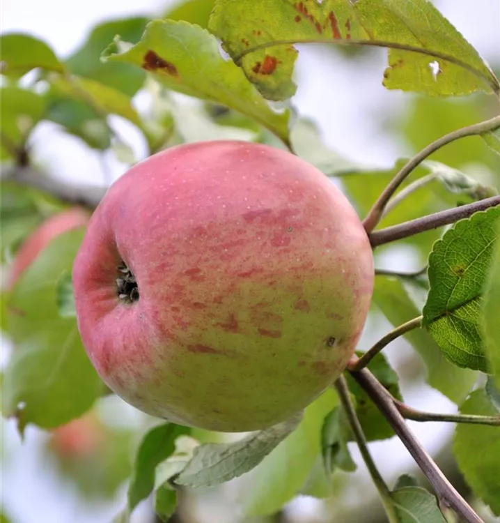 Apfel 'Hauxapfel'