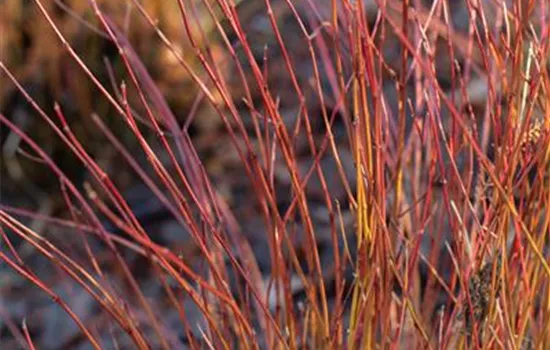 Cornus stolonifera 'Kelsey'