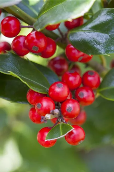 Ilex aquif.'Alaska'