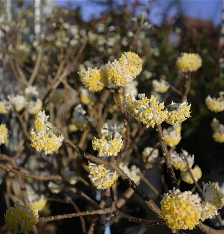 Edgeworthia papyrifera