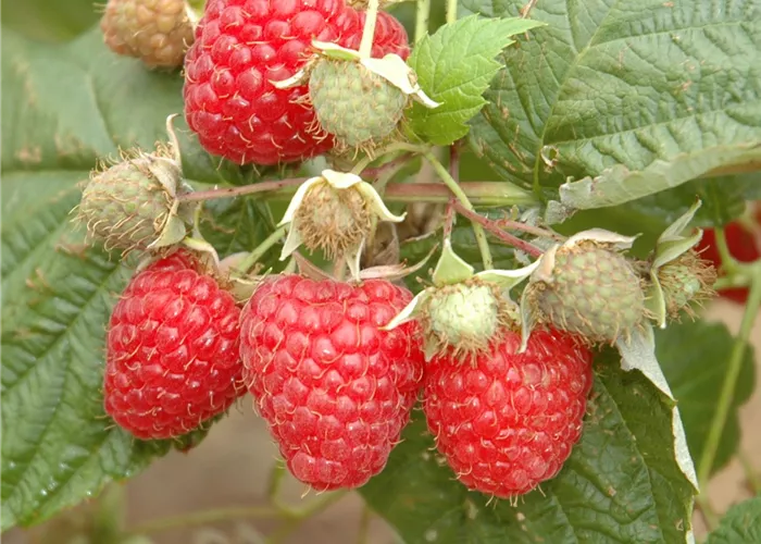 Rubus idaeus 'Aroma-Queen'(s)