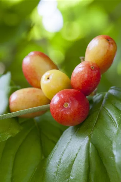 Cornus mas 'Schönbrunner Gourmet Dirndl'