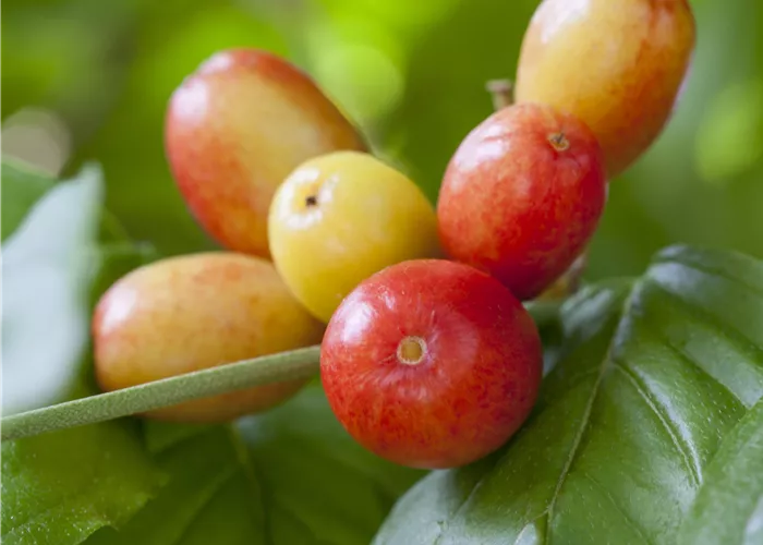 Cornus mas 'Schönbrunner Gourmet Dirndl'