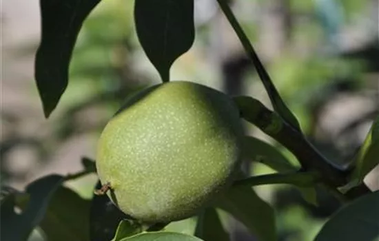 Juglans regia 'Broadview'