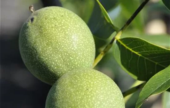 Juglans regia 'Chandler'