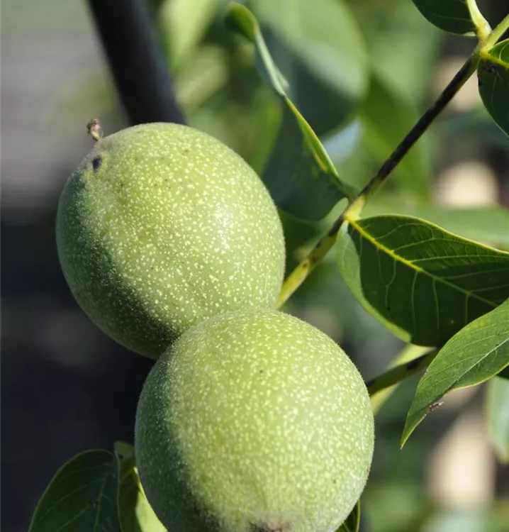 Juglans regia 'Chandler'