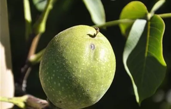 Juglans regia 'Fernor'