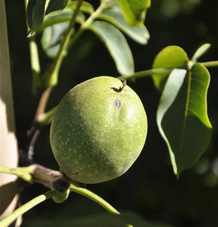 Juglans regia 'Fernor'