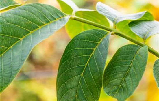 Juglans regia 'Pferdenuss'