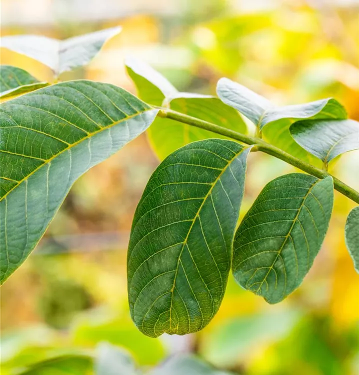 Juglans regia 'Pferdenuss'