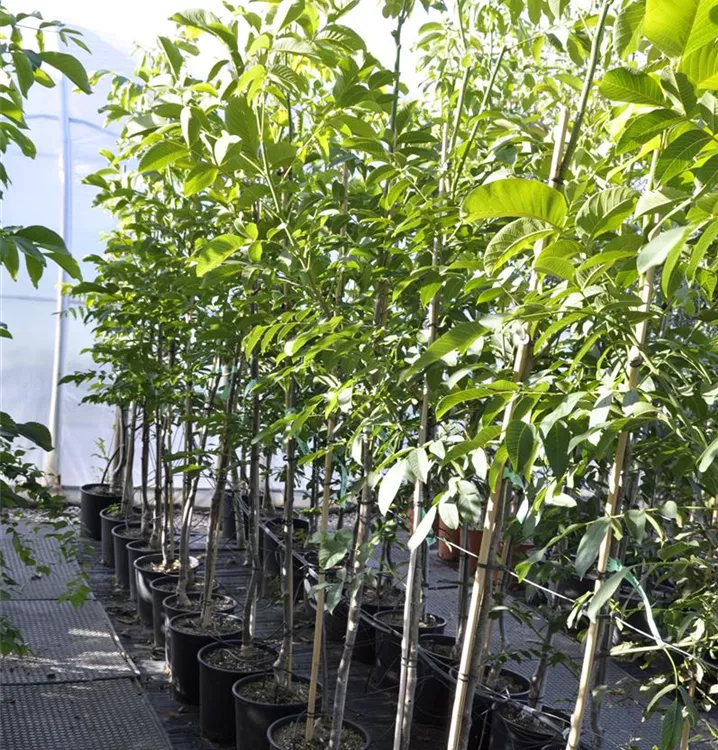 Juglans regia 'Klon 120'