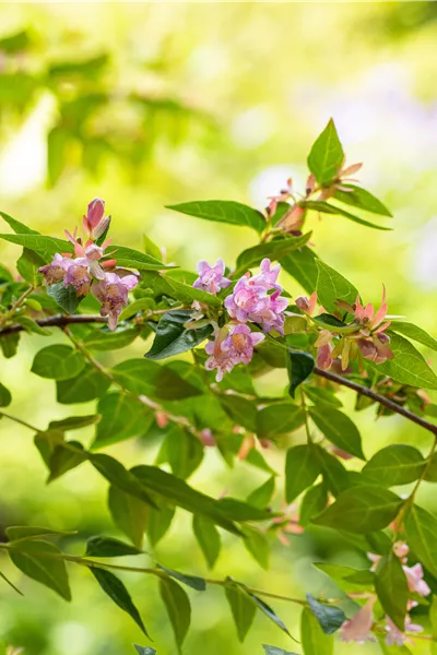 Abelia 'Edward Goucher'