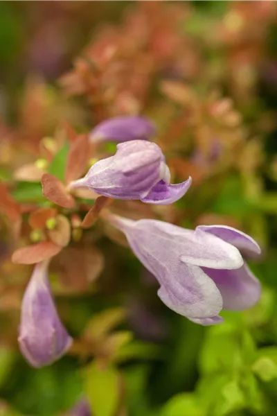 Abelia grandiflora 'Pink Bells'