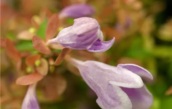 Abelia grandiflora 'Pink Bells'