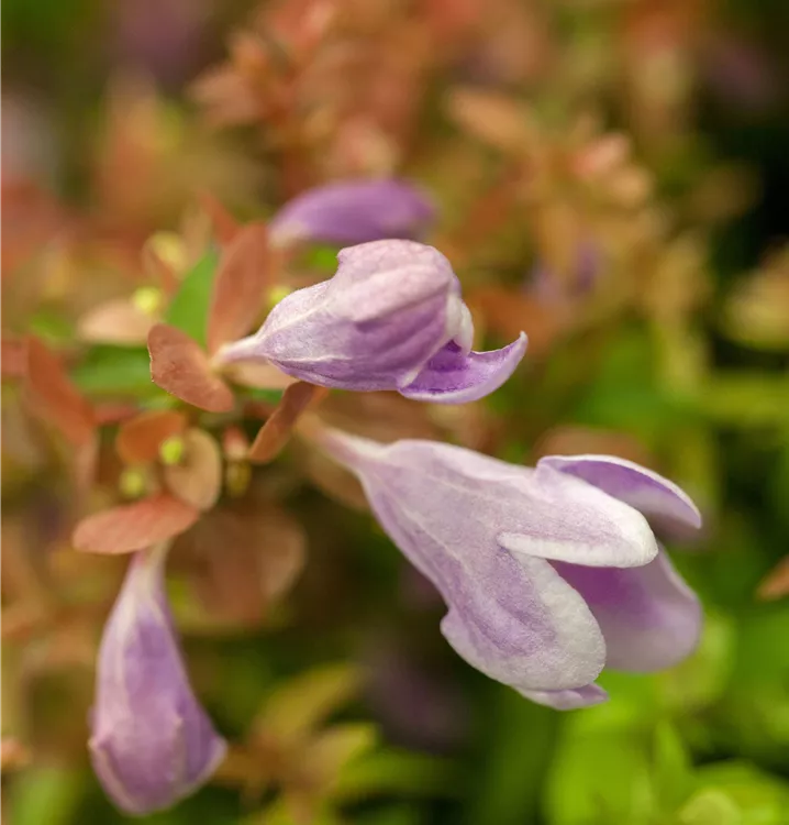 Abelie 'Pink Bells'