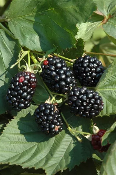 Rubus fruticosa 'Asterina'