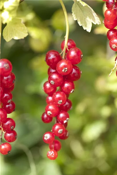 Ribes rubrum 'Rolan' 