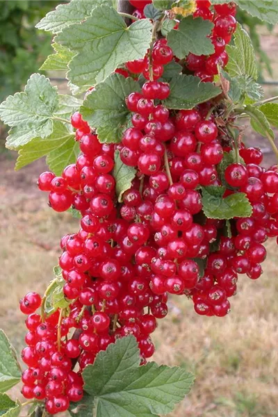 Ribes rubrum 'Rovada'