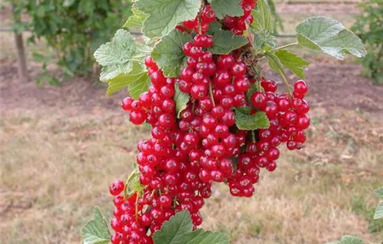 Ribes rubrum 'Rovada'