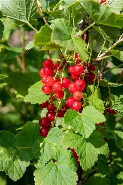 Ribes rubrum 'Jonkheer van Tets'