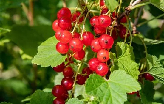 Ribes rubrum 'Jonkheer van Tets'