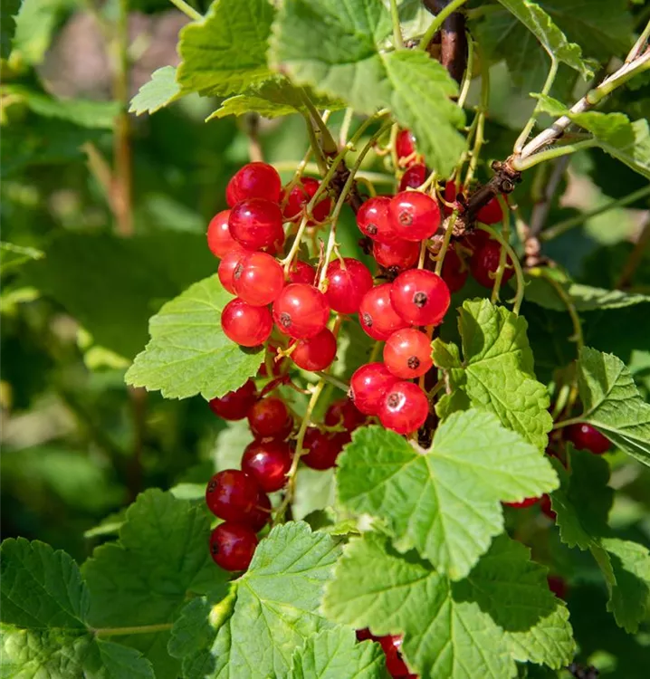 Johannisbeere 'Jonkheer van Tets'