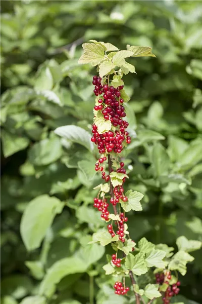 Ribes rubrum 'Rote Holländische'