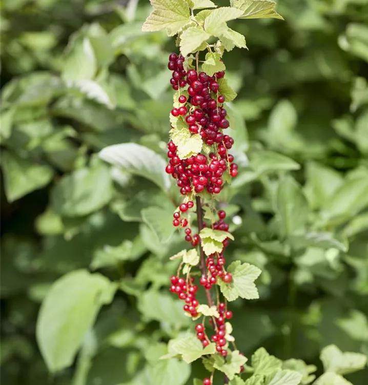 Johannisbeere 'Rote Holländische'