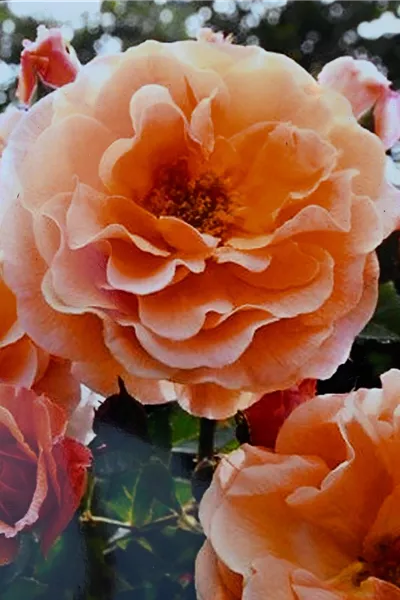 Rosa 'Arabia'