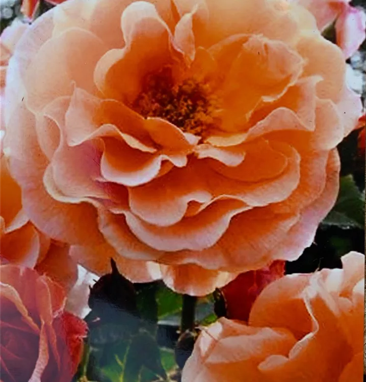 Strauchrose 'Arabia'®