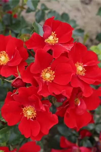 Rosa 'Alexander von Humboldt'®(s)