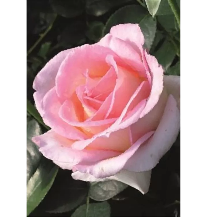 Edelrose 'Elle'