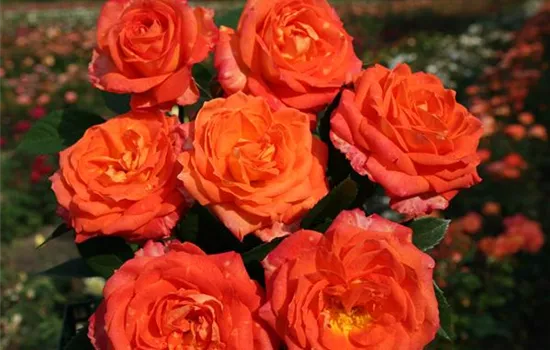 Rosa 'Feurio'®(s)