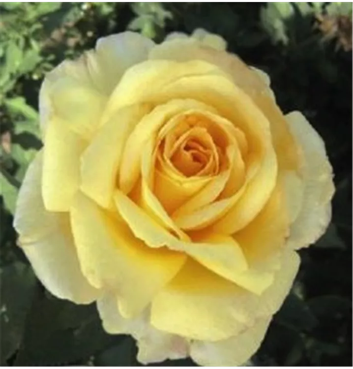 Edelrose 'Golden Fashion'