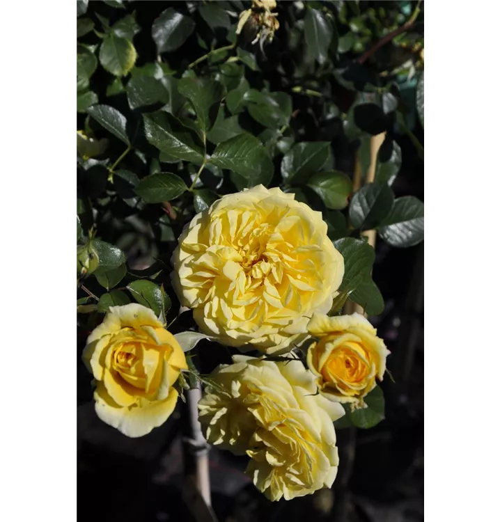 Edelrose 'Heilbronner Sonne'