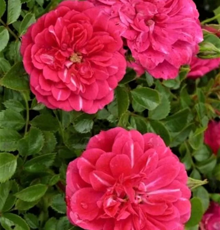 Flächendeckerrose 'Knirps'