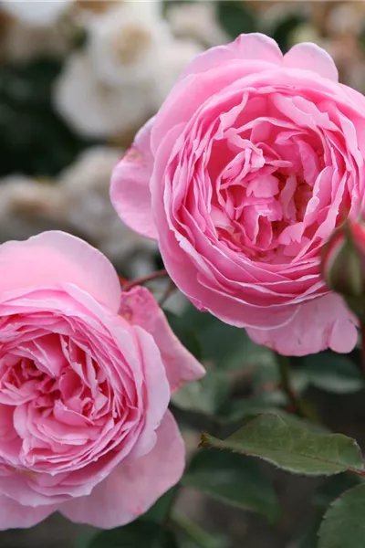 Rosa 'Kiss me Kate'®