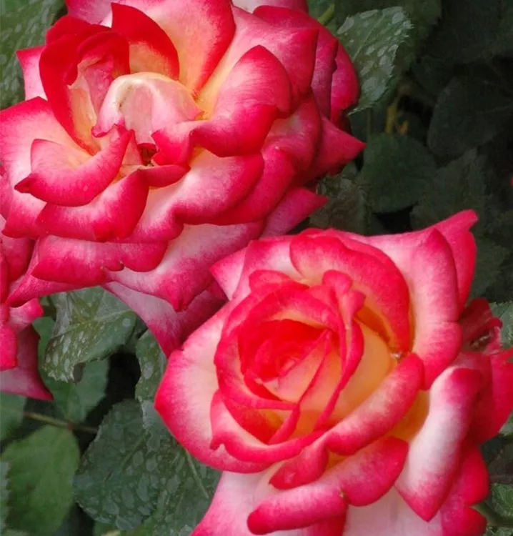 Edelrose 'Leo Ferre'