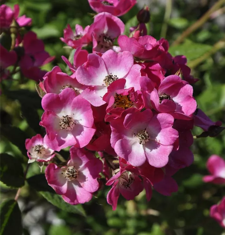 Strauchrose 'Mozart'