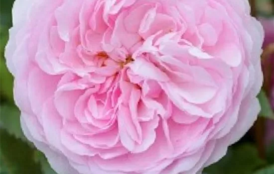 Rosa 'Olivia Rose Austin'