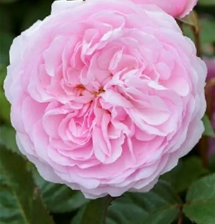 engl. Srauchrose 'Olivia Austin'