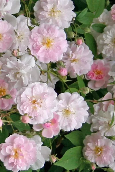 Rosa 'Paul's Himalayan Musk Rambler'