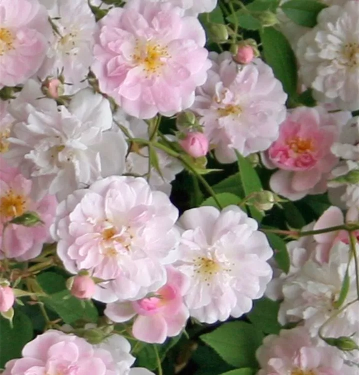 Kletterrose P. Himalayan Musk'