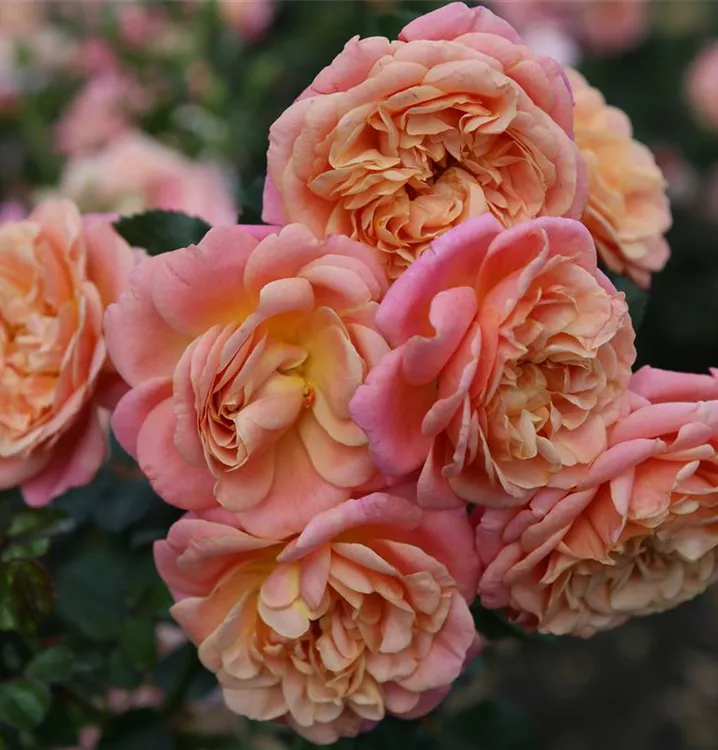 Kletterrose 'Peach Melba'®(s)