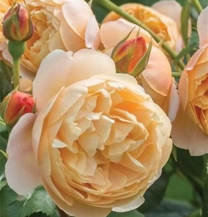 englische Rose 'Roland Dahl'