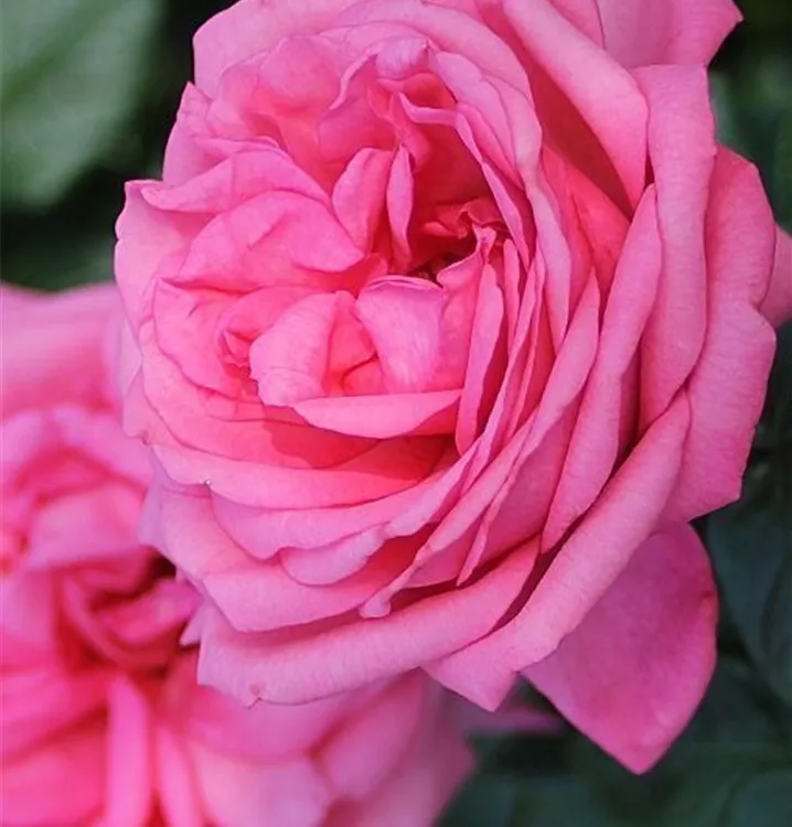 Edelrose 'Romina' ®