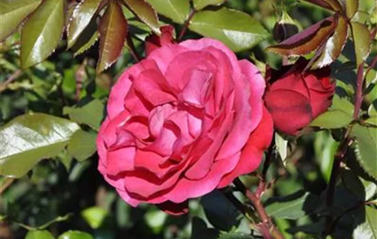 Rosa 'Rouge Meilove'