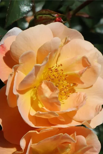 Rosa 'Sedana'