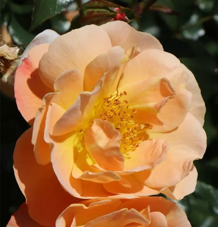 Flächendeckerrose 'Sedana'