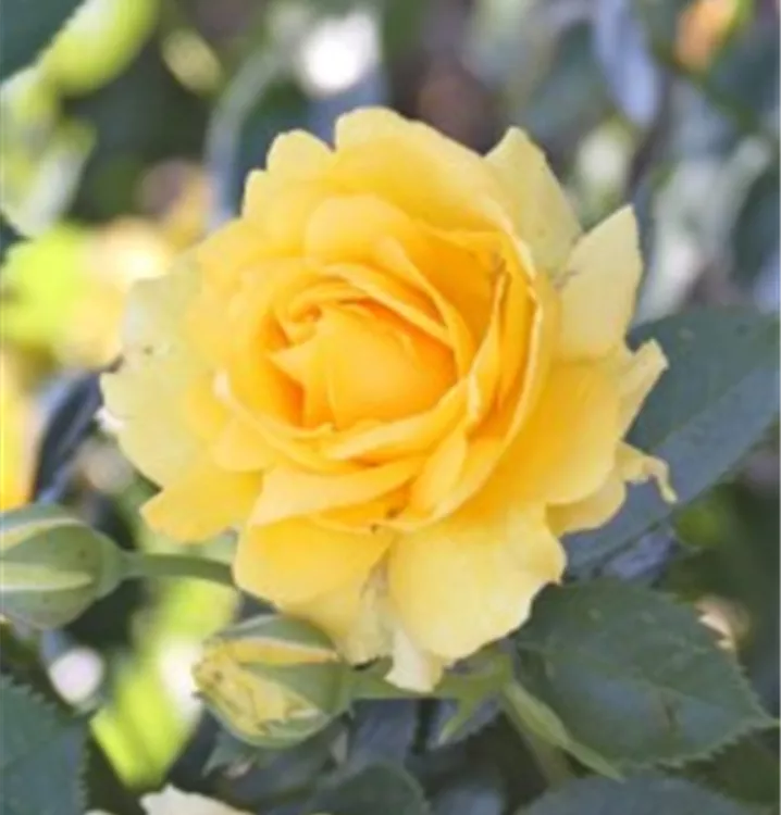 Kletterrose 'Sommergold'®